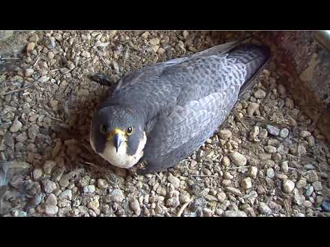 Venray slechtvalken 28-03-2021 prooioverdracht