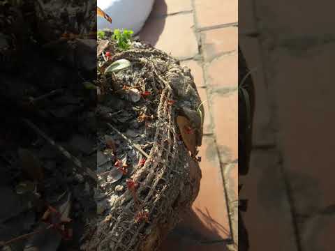 Tưới nước cho cây ntn hợp lý với mùa đông - chia sẻ ae tham khảo nhé