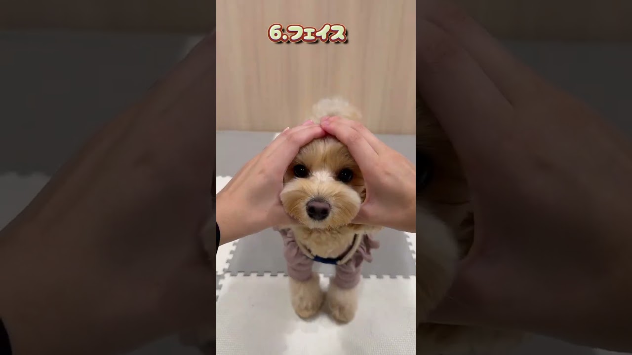 これが犬の幼稚園の力。12個のトリック詰め合わせ #わんちゃん #犬のいる生活  #犬