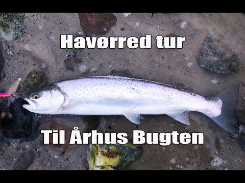 V-log d. 1312 Turen gik til rhus bugten
