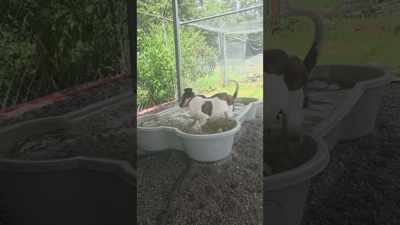 Enlarge Lacy, a Adoptable Hound in Newport, NC video 6/6
