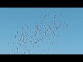 White Stork Migration Israel