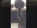Tuxedo Cat Tail Swish