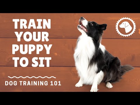 Basic Dog Training Commands: Sit | DOG TRAINING 🐶 #BrooklynsCorner