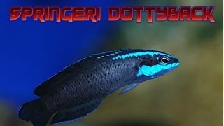 HOW TO: Setup a Marineland 27 cube Reef Tank New Fish