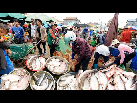 Wow ! Cambodian Wholesale Fish Market Scenes - Largest Fish Distribution Site in Phnom Penh