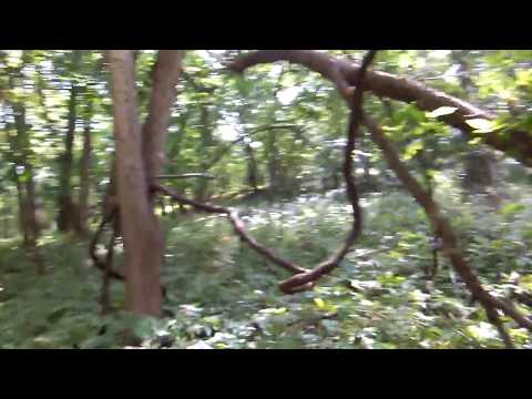 Dr. Igor Burtsev Omaha Rez Woodknock