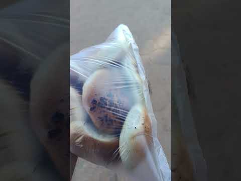 comprando pan casero en San Rafael de Velasco