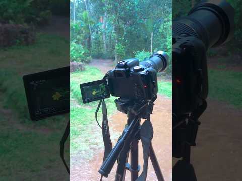 Video captures Flowers 800d #photography #naturephotography