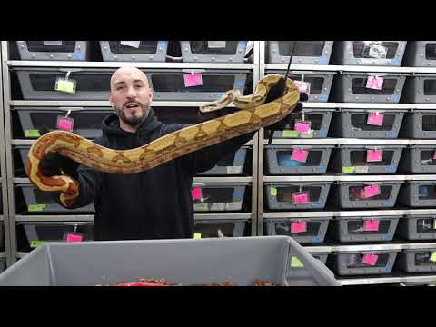 Building Confidence Handling Aggressive/Defensive/Crazy Snakes