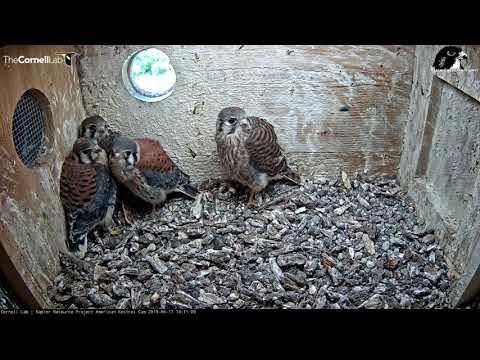 Fly In The Box! | American Kestrel Cam – June 17, 2019
