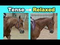 HOW TO STOP A HORSE PULLING ON THE REINS
