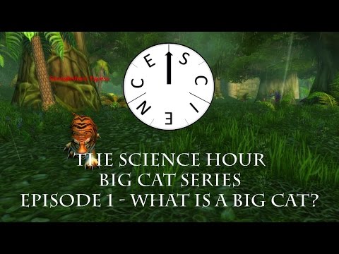 What is a Big Cat? Big Cat Series: Episode 1