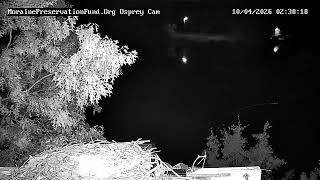 Pennsylvania · PixCams · Moraine Osprey live stream
