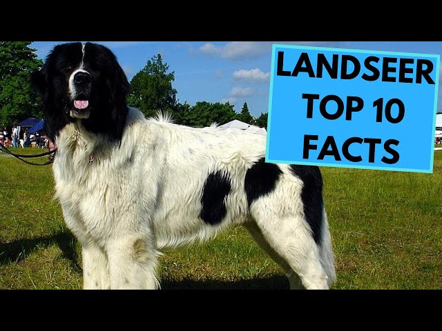 Video Aussprache von Newfoundland dog in Englisch