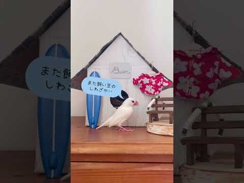 鳥の好きな色は何ですか 鶏のコマドリは鳥を惹きつけます