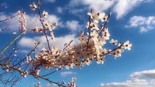 蒼い春 (Short Movie clip) - Asagiri hiroki feat.MAYU