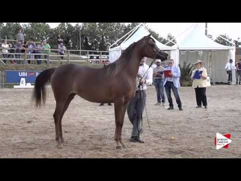 N.37 AGIANNA MONISCIONE - Bergamo 2015 - Fillies 2 years old (Class 3B)