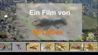 preview picture of video 'Sumpfkrebse im Mönchwaldsee bei Kelsterbach'