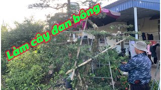 Close-up of the process of making a bonsai juniper tree | Bonsai juniper