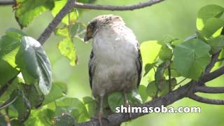 カンムリワシ幼鳥3羽(動画あり)