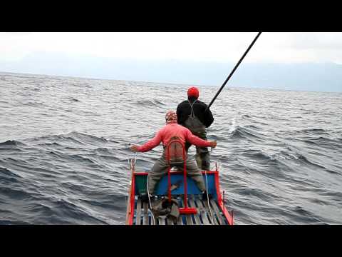 台灣東部海域鮪旗魚類標識放流(新港漁船-龍漁發)_tagging on billfish_blue marlin_east coastTaiwan