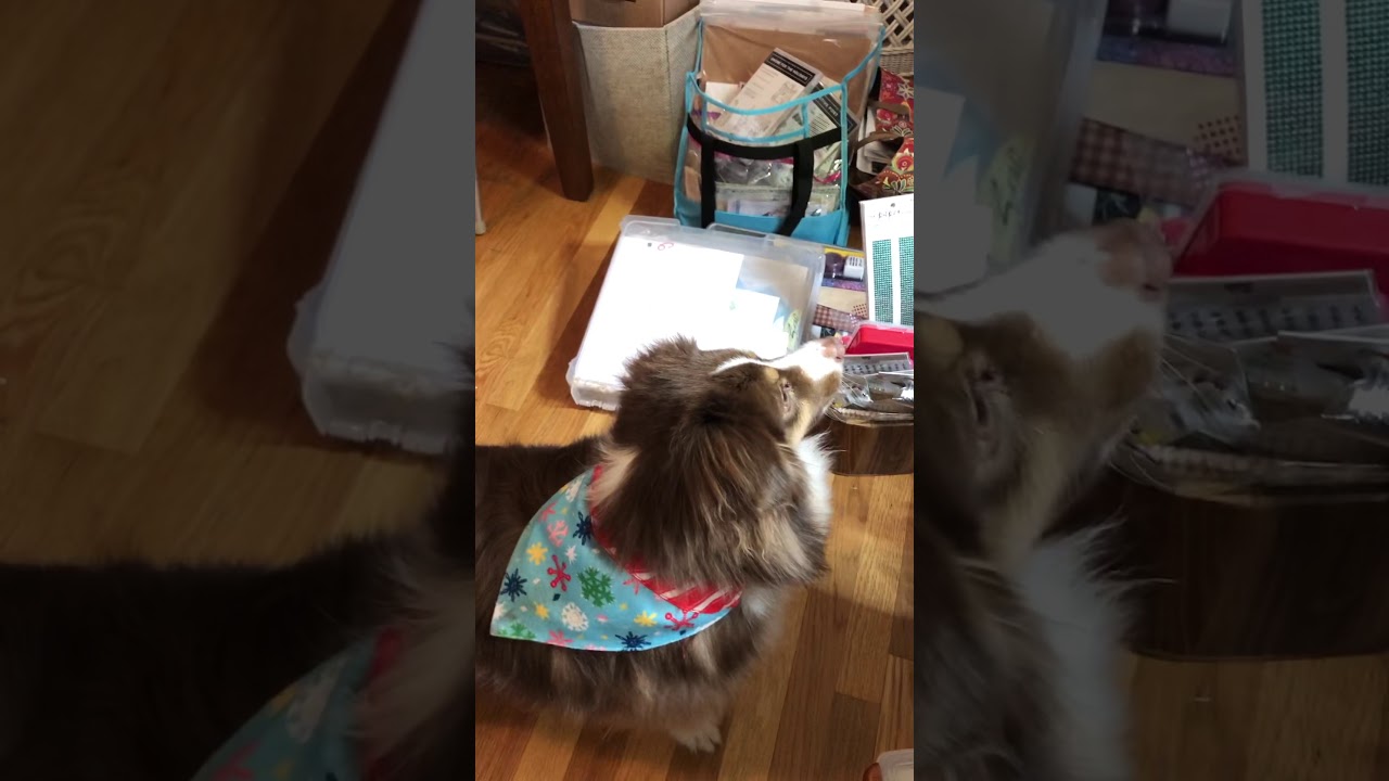 Mini-Aussie Learns to Howl