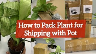 How to Pack Plant For Shipping With Pot | Pack Plant to Courier Packing Idea to Start Online Nursery