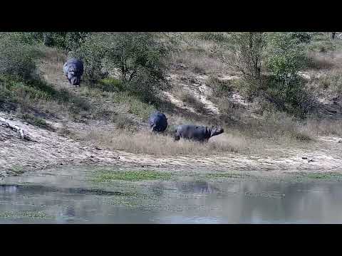 Djuma: Three Hippos returning and then Nyala herd - 13:44 - 06/29/2022