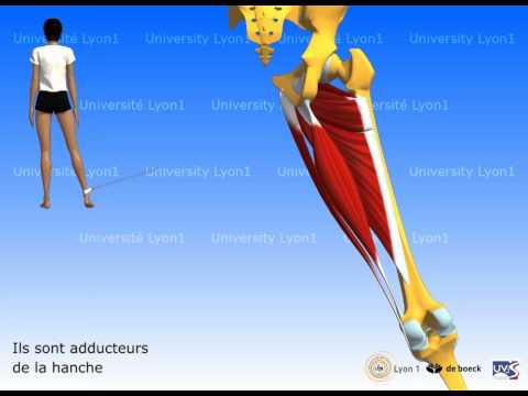 comment guerir une dechirure musculaire a la cuisse