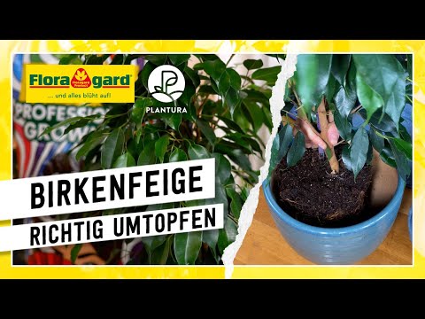Eine Birkenfeige richtig umtopfen und pflegen - mit dem Floragard Professional Growmix