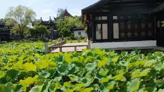 荷叶の風、虫蛙の囁き、夏夜催眠、深睡眠、放松音