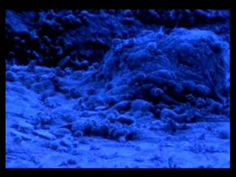 Mrekullia e Krijimit të Njeriut