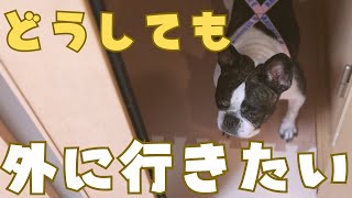 散歩に行きたい気持ちは止められない？！😳💦
