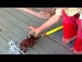 Rupa S Dinosaur Catcher