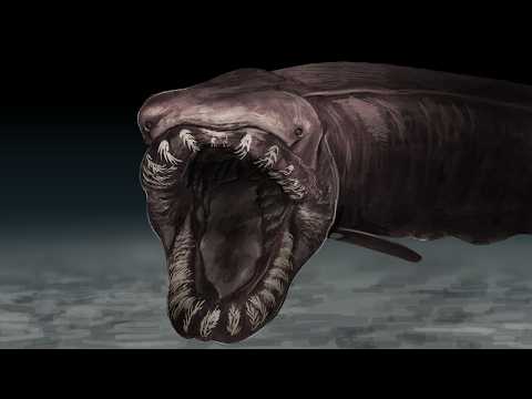 Why Sharks Get Scarier The Deeper You Go