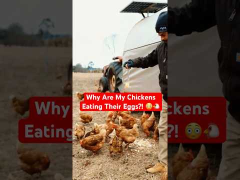 Stop Chickens From Eating Eggs With This Simple Trick!