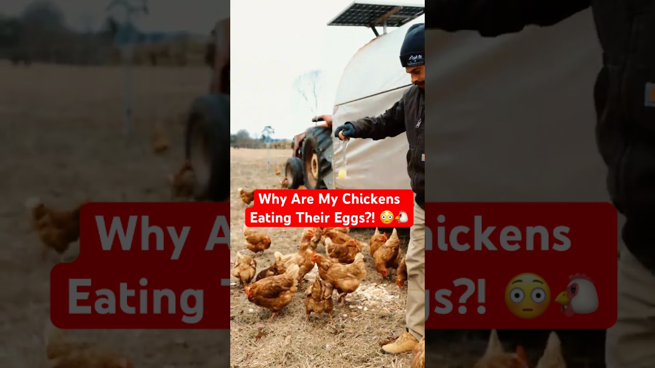 Stop Chickens From Eating Eggs With This Simple Trick!