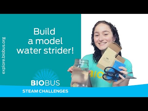 BioBus STEAM Challenges | Build a model water strider!