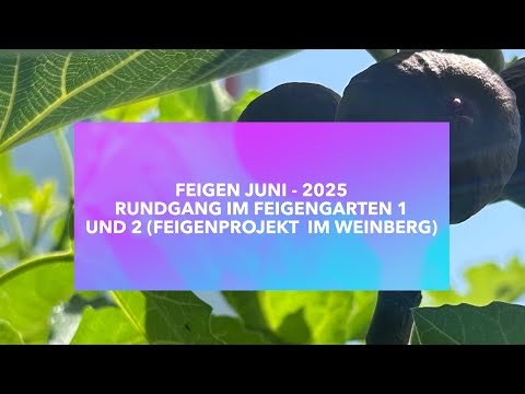 Feigen Gartenrundgang   wie ich Feigen klein halte  Neues Gartenprojekt Feige im Weinberg   HD 1080p