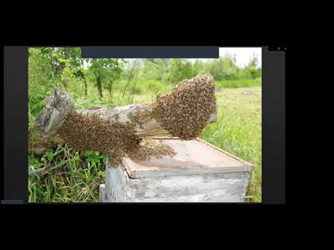 Michael Palmer presents "A Year at French Hill Apiaries"