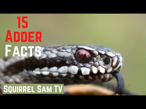 15 Adder Facts 🐿️❤️ Squirrel Sam TV