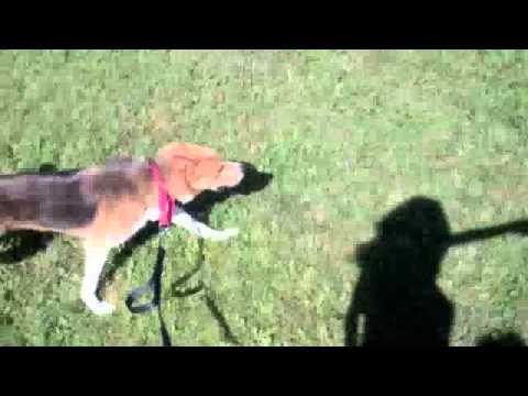 Lucythehuskie