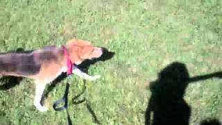 LucytheHuskie