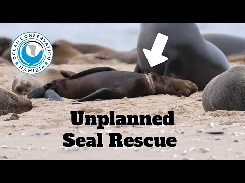 Unplanned Seal Rescue
