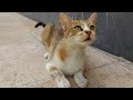 Extremely Cute Stray Cat Loudly Meow Because Very Hungry