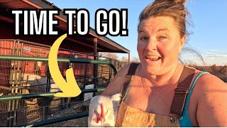 Moving Breeder Chickens to Their New Pens | Preparing Chicken Runs for Our Ultimate Coop!