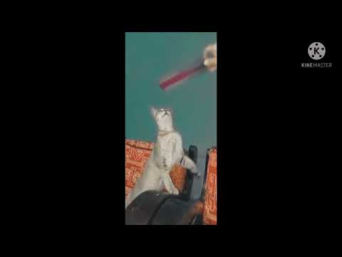 Amr mayko babuta😻