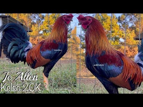 Mr. Victor Silva Visit Mr. Jc Allen Farm - Big Farm Beautiful Birds