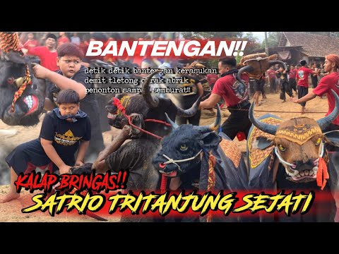 BANTENG MBEROT!! SATRIO TRITANJUNG SEJATI || puluhan demit kuasai kalangan obrak abrik penonton!!